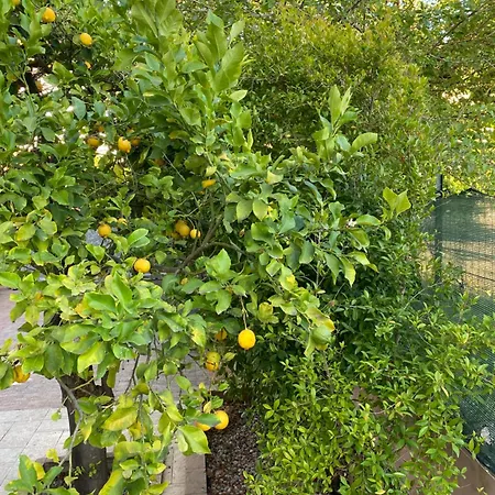 L'albero Di Limoni Sul Mare Di Vakantiehuis Pizzo (Calabria)