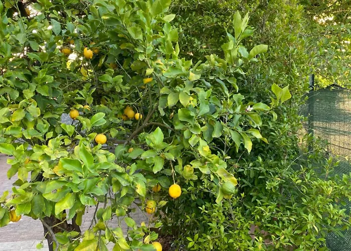 L'albero Di Limoni Sul Mare Di בית נופש פיצו